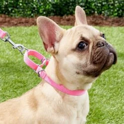Frisco Solid Nylon Slip-On Martingale Dog Collar -Ultimate Pet Shop 139181 PT2. AC SS1800 V1620068227