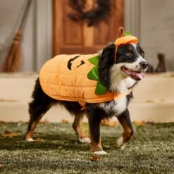 Frisco Pumpkin Dog & Cat Costume -Ultimate Pet Shop 144446 PT7. AC SS1800 V1567180408