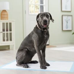 Frisco Premium Giant Dog Training & Potty Pads -Ultimate Pet Shop 152699 PT6. AC SS1800 V1674671620