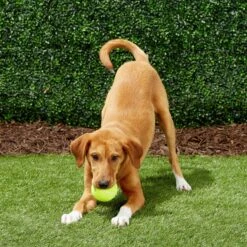 Frisco Fetch Squeaky Tennis Ball Dog Toy -Ultimate Pet Shop 152803 PT6. AC SS1800 V1691776652
