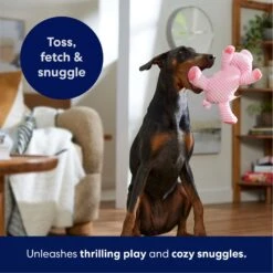 Frisco Corduroy Plush Squeaking Pig Dog Toy 10 Frisco Corduroy Plush Squeaking Pig Dog Toy -Ultimate Pet Shop 152832 PT4. AC SS1800 V1695671001