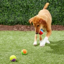Frisco Fetch Squeaking Colorful Tennis Ball Dog Toy -Ultimate Pet Shop 152846 PT6. AC SS1800 V1691776651