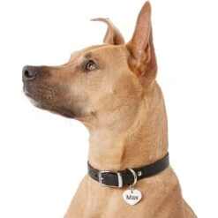 Frisco Personalized Dog & Cat ID Tag, Heart -Ultimate Pet Shop 153006 PT5. AC SS1800 V1540562340