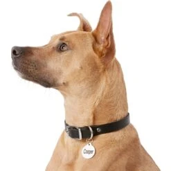 Frisco Personalized Dog & Cat Tag, Round 12 Frisco Personalized Dog & Cat Tag, Round -Ultimate Pet Shop 153015 PT5. AC SS1800 V1540562586