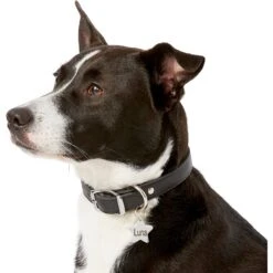 Frisco Stainless Steel Personalized Dog & Cat ID Tag, Star -Ultimate Pet Shop 153017 PT5. AC SS1800 V1540562610