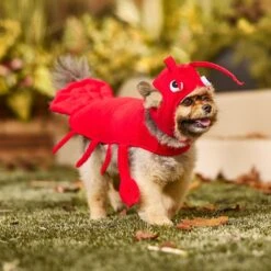 Frisco Red Lobster Dog & Cat Costume -Ultimate Pet Shop 158723 PT6. AC SS1800 V1659023888