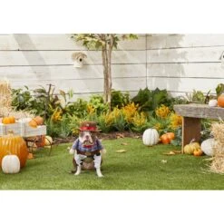 Frisco Front Walking Cowboy Dog & Cat Costume -Ultimate Pet Shop 158842 PT3. AC SS1800 V1567176047