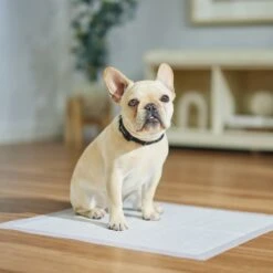 Frisco Dog Training Pads -Ultimate Pet Shop 173778 PT5. AC SS1800 V1674674461