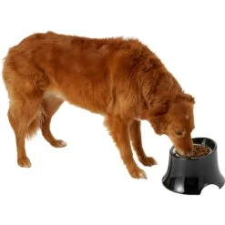 Frisco Stainless Steel Bowl With Elevated Stand -Ultimate Pet Shop 216020 PT6. AC SS1800 V1605653241