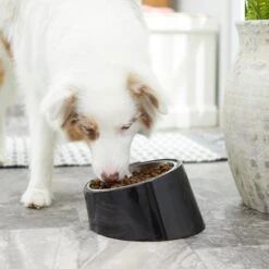 Frisco Stainless Steel Bowl With Elevated Stand -Ultimate Pet Shop 216020 PT7. AC SS1800 V1605662208