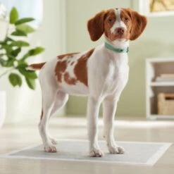 Frisco Charcoal Dog Training & Potty Pads -Ultimate Pet Shop 227456 PT6. AC SS1800 V1674667029