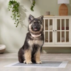 Frisco Extra Large Charcoal Dog Training & Potty Pads -Ultimate Pet Shop 227460 PT6. AC SS1800 V1674665620