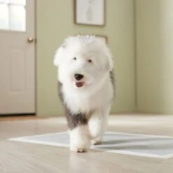 Frisco Giant Charcoal Dog Training & Potty Pads -Ultimate Pet Shop 227462 PT6. AC SS1800 V1674665684