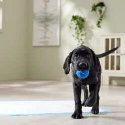 Frisco Premium Extra Large Printed Dog Training & Potty Pads -Ultimate Pet Shop 227468 PT6. AC SS1800 V1674666681