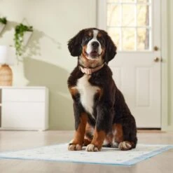 Frisco Premium Giant Printed Dog Training & Potty Pads, 27.5 X 44-in, Unscented 15 Frisco Premium Giant Printed Dog Training & Potty Pads, 27.5 X 44-in, Unscented -Ultimate Pet Shop 227472 PT6. AC SS1800 V1674663313