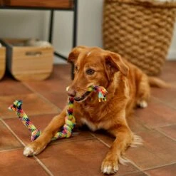 Frisco 4-Knot Tri-Color Rope Dog Toy -Ultimate Pet Shop 242139 PT2. AC SS1800 V1605208764