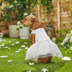 Frisco Formal Dog Wedding Dress -Ultimate Pet Shop 248743 PT7. AC SS1800 V1614118361