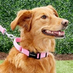 Frisco Solid Nylon Personalized Martingale Dog Collar -Ultimate Pet Shop 249561 PT6. AC SS1800 V1628878316