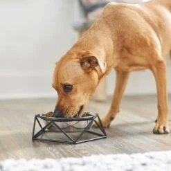 Frisco Elevated Stainless Steel Dog & Cat Bowl With Metal Stand -Ultimate Pet Shop 253055 PT2. AC SS1800 V1616594231