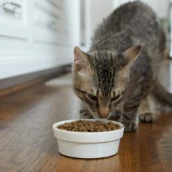 Frisco Gold Trim Melamine Dog & Cat Bowl -Ultimate Pet Shop 253062 PT2. AC SS1800 V1616595766