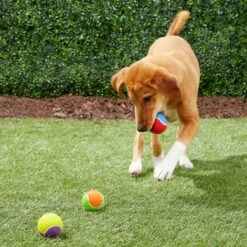 Frisco Fetch Squeaking Colorful Tennis Ball Dog Toy & True Acre Foods Salmon Recipe Mini-Training Rewards Grain-Free Soft & Chewy Dog Treats -Ultimate Pet Shop 255469 PT2. AC SS1800 V1602691284