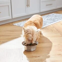 Frisco Flare Non-Skid Stainless Steel Dog & Cat Bowl -Ultimate Pet Shop 257162 PT2. AC SS1800 V1692989463