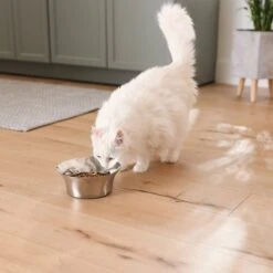 Frisco Flare Non-Skid Stainless Steel Dog & Cat Bowl -Ultimate Pet Shop 257162 PT7. AC SS1800 V1615989167