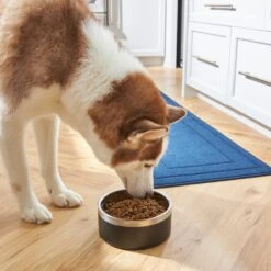 Frisco Insulated Two-Toned Non-Skid Stainless Steel Dog & Cat Bowl -Ultimate Pet Shop 257168 PT8. AC SS1800 V1615840126