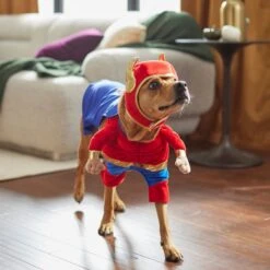 Frisco Front Walking Superhero Dog & Cat Costume -Ultimate Pet Shop 261083 PT8. AC SS1800 V1624399471
