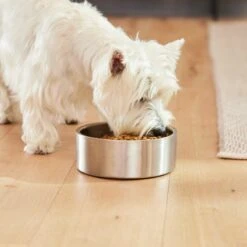 Frisco Insulated Non-Skid Flair Stainless Steel Dog & Cat Bowl -Ultimate Pet Shop 261753 PT5. AC SS1800 V1623937469