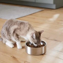 Frisco Insulated Non-Skid Flair Stainless Steel Dog & Cat Bowl -Ultimate Pet Shop 261753 PT7. AC SS1800 V1623937560