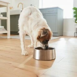 Frisco Insulated Non-Skid Stainless Steel Dog & Cat Bowl -Ultimate Pet Shop 261757 PT8. AC SS1800 V1623937364