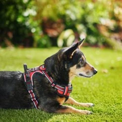 Frisco Padded Reflective Harness -Ultimate Pet Shop 266770 PT2. AC SS1800 V1624542468