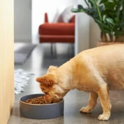Frisco Modern Gold Rim Ceramic Dog & Cat Bowl -Ultimate Pet Shop 270187 PT2. AC SS1800 V1620761883