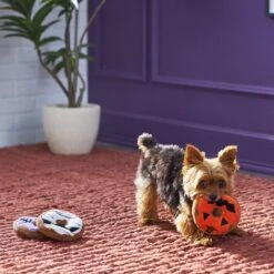 Frisco Halloween Donuts Plush Squeaky Dog Toy -Ultimate Pet Shop 270369 PT3. AC SS1800 V1624817409