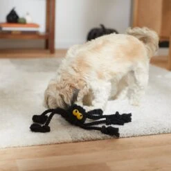 Frisco Halloween Spider Rope Dog Toy -Ultimate Pet Shop 270504 PT3. AC SS1800 V1624825021