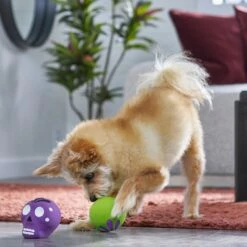 Frisco Halloween Sugar Skulls Latex Squeaky Dog Toy -Ultimate Pet Shop 270518 PT3. AC SS1800 V1689878507