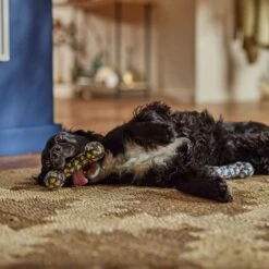 Frisco Halloween Candy Corn & Ghosts TPR Bone Squeaky Dog Toy, 2 Count 7 Frisco Halloween Candy Corn & Ghosts TPR Bone Squeaky Dog Toy, 2 Count -Ultimate Pet Shop 270529 PT3. AC SS1800 V1689876508