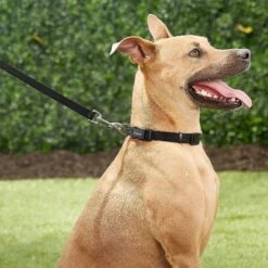 Frisco Solid Nylon Personalized Dog Leash -Ultimate Pet Shop 270716 PT6. AC SS1800 V1628029678