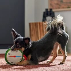 Frisco Camping Compass Plush With Rope Squeaky Dog Toy -Ultimate Pet Shop 271020 PT3. AC SS1800 V1625008965