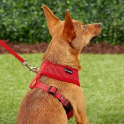 Frisco Small & Medium Breed Soft Mesh Personalized Back Clip Dog Harness -Ultimate Pet Shop 271252 PT6. AC SS1800 V1618938436