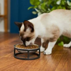Frisco Elevated Stainless Steel Dish Cat Bowl, 1 Cup -Ultimate Pet Shop 277517 PT3. AC SS1800 V1630347977