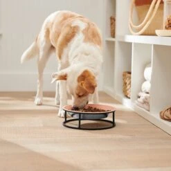 Frisco Elevated Non-skid Stainless Steel Dog & Cat Bowl -Ultimate Pet Shop 277523 PT2. AC SS1800 V1630346993