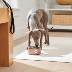 Frisco Paw Print Non-Skid Stainless Steel Dog & Cat Bowl -Ultimate Pet Shop 277546 PT2. AC SS1800 V1630346697