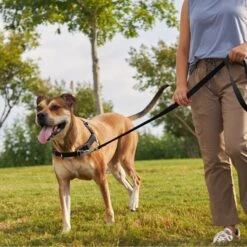 Frisco Basic No Pull Harness -Ultimate Pet Shop 277873 PT4. AC SS1800 V1629816999