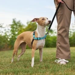 Frisco Padded Reflective No Pull Harness -Ultimate Pet Shop 277892 PT4. AC SS1800 V1629816716