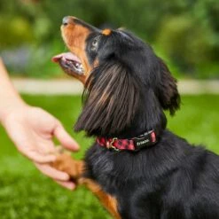 Frisco Buffalo Check Polyester Personalized Dog Collar -Ultimate Pet Shop 280763 PT4. AC SS1800 V1621277566