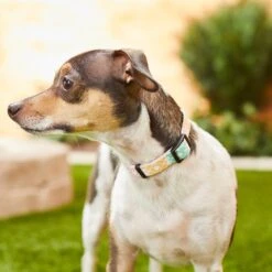 Frisco Pastel Tie Dye Polyester Personalized Dog Collar -Ultimate Pet Shop 280770 PT4. AC SS1800 V1621275733