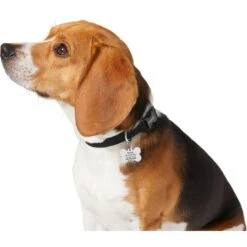 Frisco Chewy Stainless Steel Personalized Dog ID Tag With Enamel Infill -Ultimate Pet Shop 281945 PT6. AC SS1800 V1624334875