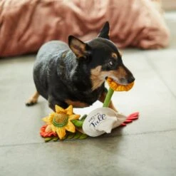 Frisco Fall Bouquet Of Flowers Plush Squeaky Dog Toy -Ultimate Pet Shop 285599 PT3. AC SS1800 V1629725293